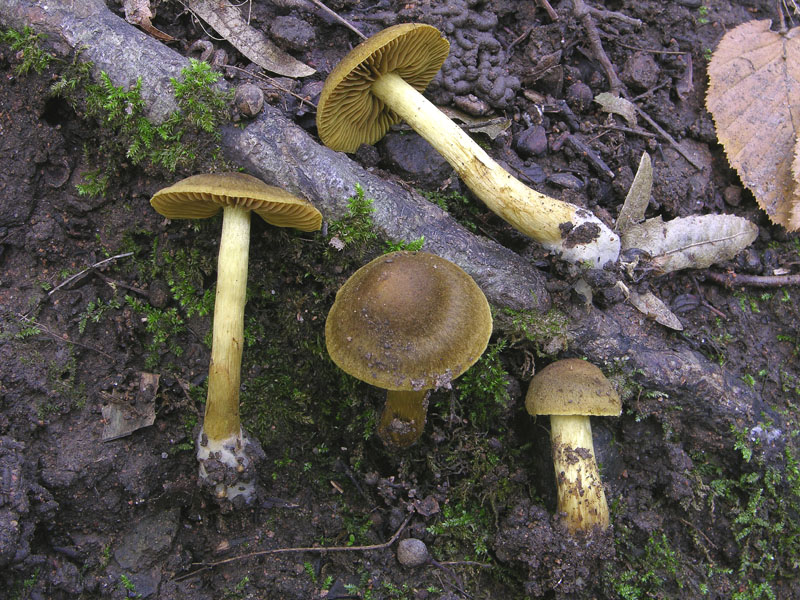 Cortinarius olivaceofuscus